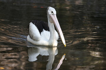 Australian pelicans are one of the largest flying birds in the world