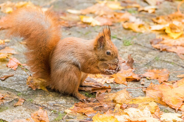 Naklejka na ściany i meble Close up view of a red squirrel captured at the Lazienki park, Warsaw, Poland.