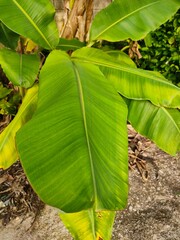 banana leaf in the sun