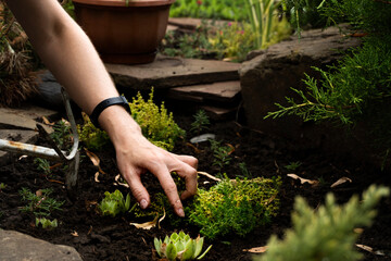 Girl gardener takes care of plants in a flower bed in the garden.