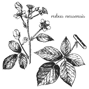 rubus nessensis, blackberry, blackberry branch, blackberry blossoms, monochrome flower, medicinal plant, medicinal herbs, black and white design