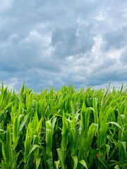 Green cornfield, corn field landscape