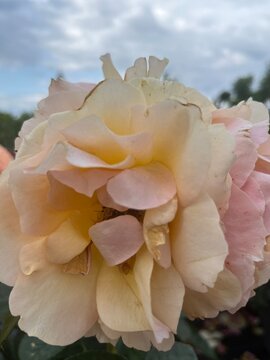 Pale pink tender rose, natural tender rose background