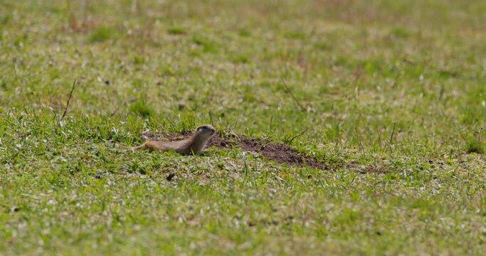 European ground squirrel standing in a field