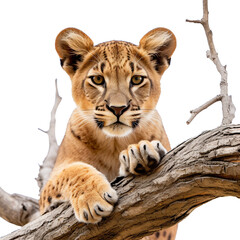 White tiger cub sitting on tree branch