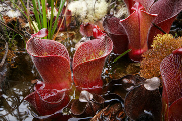 Red hairy pitchers of the carnivorous pitcher plant Heliamphora minor var. pilosa, in natural...