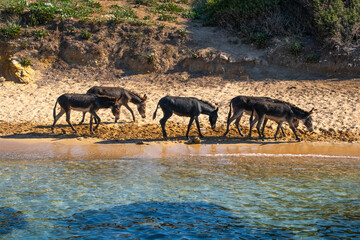 Donkeys Walking On The Seashore of Aegean Sea