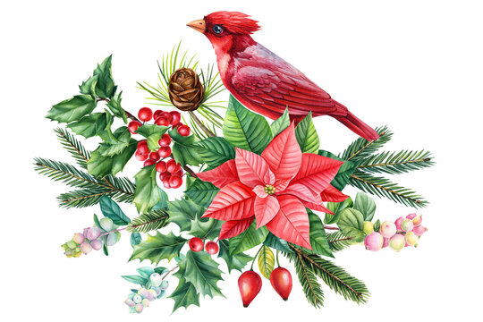 Red cardinal, set of birds and natural elements, leaves, branches, pine cone and red flower. Watercolor painting