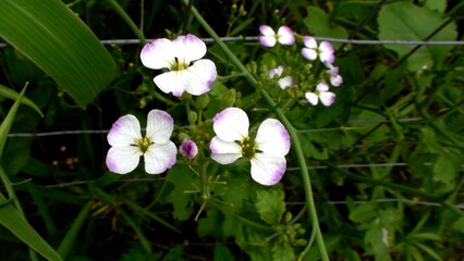 planta flor Raphanus sativus - rabanete                                                                                                                                                                 