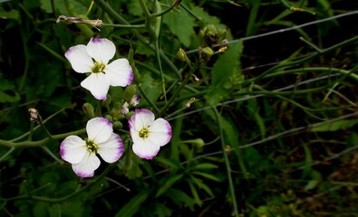 planta flor Raphanus sativus - rabanete                                                                                                                                                                 