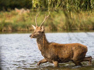 Red Deer in a Lake