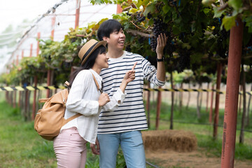 Youna Asian tourist couple touching and pointing at grape fruit whit smile of happiness, agriculture style tour in country side.