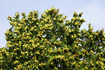 Seeds of Castanea sativa, the sweet chestnut, Spanish chestnut or just chestnut. Family Fagaceae....