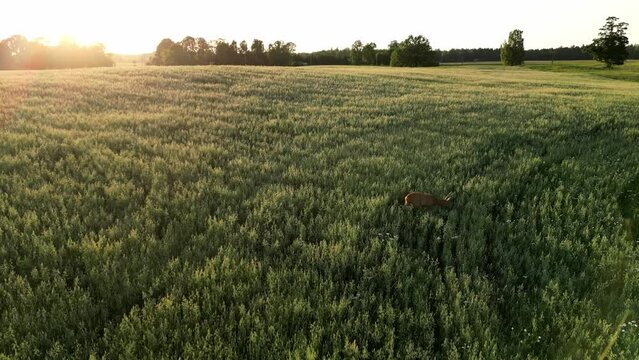Roe deer, capreolus capreolus, doe feeding and looking around on misty meadow with beautiful sunset. Wildlife in natural habitat. Deer on a green field with a forest in the background in Latvia
