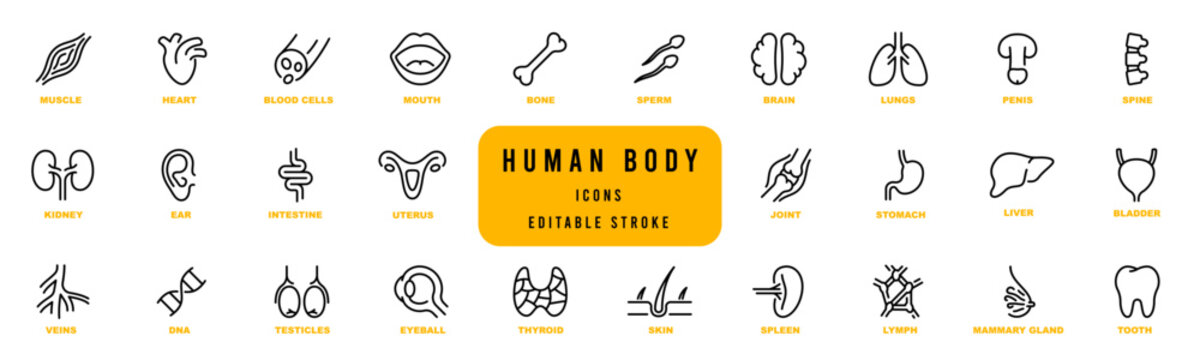 Line icons of anatomy, human body organ line icon set. Editable stroke