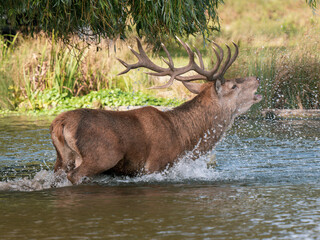 Red Deer Bellowing During the Rut