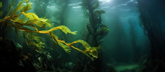 The Channel Islands in California host a vibrant submerged forest of Giant Kelp home to countless marine species With copyspace for text - obrazy, fototapety, plakaty