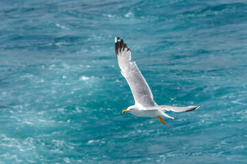 Seagulls flying in tropical colorful blue sky, turquoise color Mediterranean Sea, beautiful ocean view