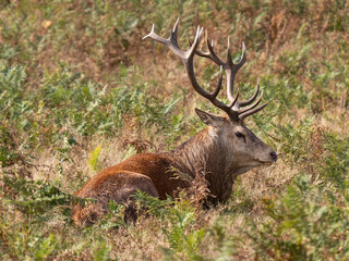 Red Deer Stag During the Rut