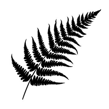 Fern leaf silhouette. Vector illustration