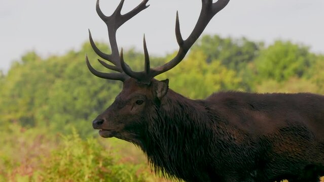 Red Deer Stag During the Rut
