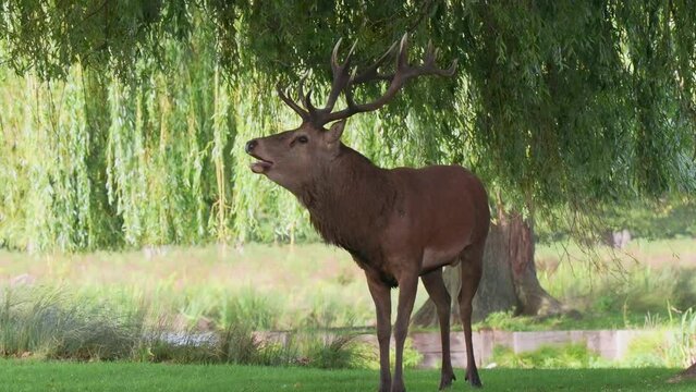 Red Deer Stag During the Rut
