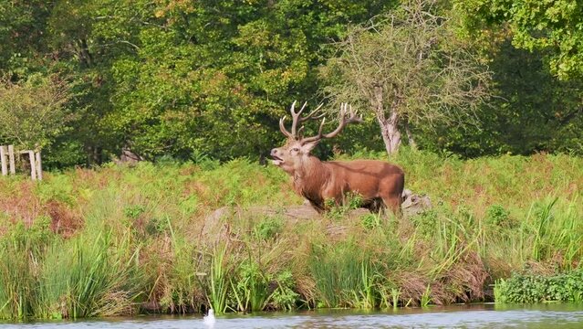 Injured Red Deer Walking During the Rut With a Limp
