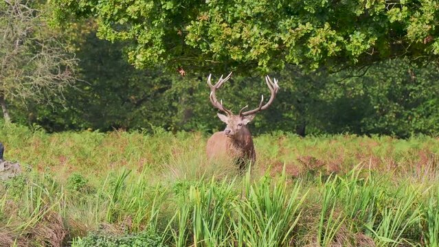 Red Deer Stag During the Rut
