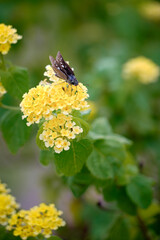 A delicate yellow butterfly on a blooming lantana flower.