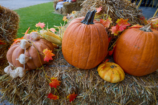 Image with decorations arranged for the Halloween celebration.