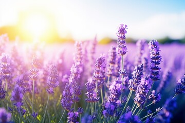 Closeup of a stunning sunlit lavender field. Ideal for banner design. Generative AI