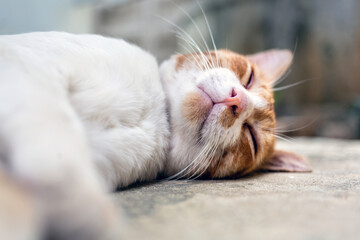 Close-up headshot of cute chubby white striped orange cat  sleeps on white concrete floor