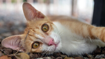 A close-up headshot of a cute little orange kitten lies the floor under the tree