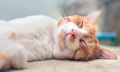 Close-up headshot of cute chubby white striped orange cat  sleeps on white concrete floor