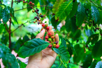Harvest the agricultural raw coffee bean business produces. farmer's hand holding a red ripe berry...