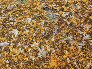 Stone texture close-up with colorful spots and lichens