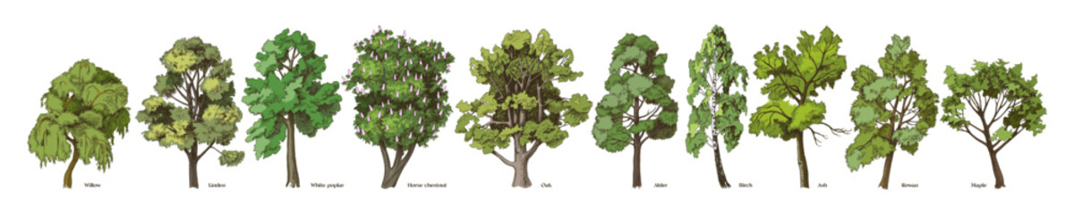 Hand drawn decidious trees collection - 660415158
