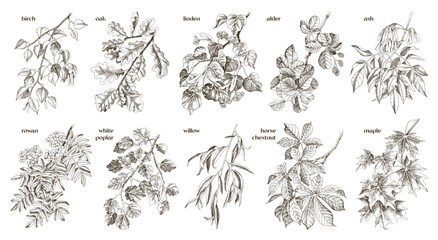 Deciduous trees branches hand drawn collection