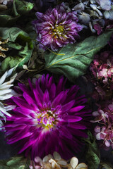 Still life, collection of dahlia flowers on a black background.