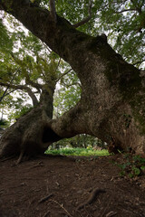 複雑な形の巨大な木