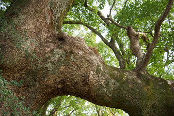 太くて大きな迫力のある巨木