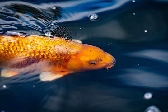 Pond fish, KOI carp from Asia, cyprinus carpio