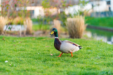 Duch on the green grass. wild duck on a green meadow