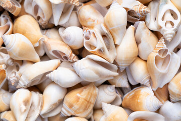 Close-up of seashells on the beach