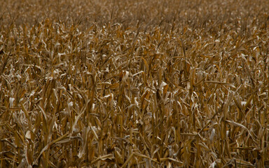 Corn plantation after a drought
