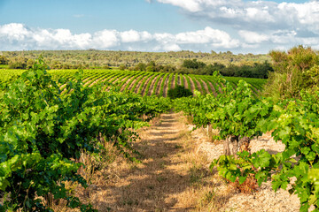 Fototapeta na wymiar winery in southern France