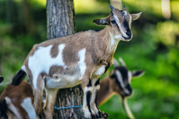Naklejka na ściany i meble Forested goats highlight versatility in human life