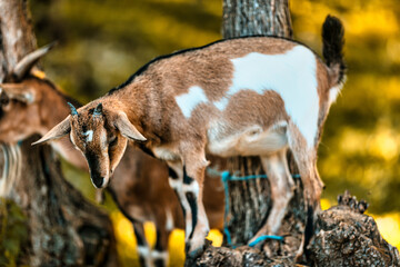 Goats' adaptability aids farming on challenging terrains