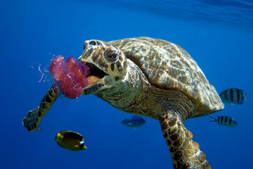 green sea turtle eating  Cephea jellyfish