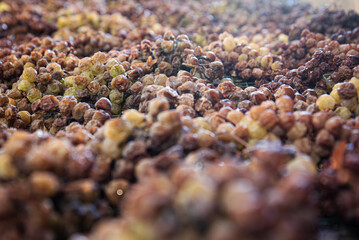 Grapes lay on their trellises of the precious Moscato of Monferrato, in Piemonte, Italy, slowly withering to become a gold and sweet Passito.